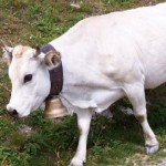 Il Piemonte è ufficialmente indenne da tubercolosi bovina