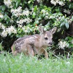 Liberati il piccolo capriolo e la mamma finiti in una proprietà privata 1