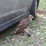 Un giovane astore “cittadino” il rapace non rappresenta un pericolo